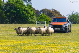 Un Bentley Bentayga S en rôle de chien de berger au Goodwoof 2023